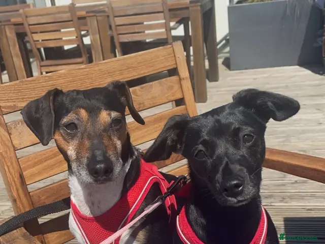 Mixed Breed dogs for sale: Jack Russell Cross Puppies - Advert 4