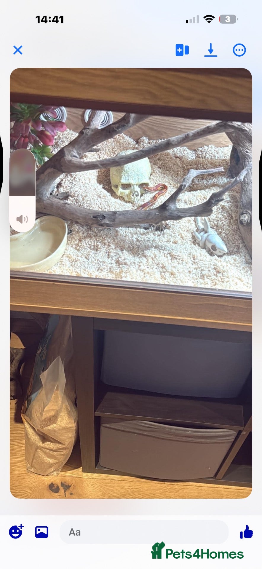 Corn Snake reptiles  Female corn snake  - Advert 1