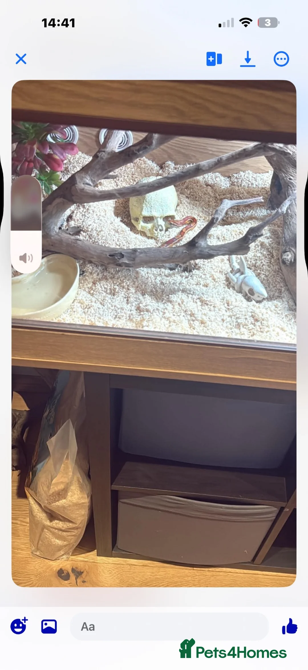 Corn Snake reptiles for sale:  Female corn snake  in Southampton - Advert 1