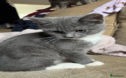 British Shorthair cats for sale: 2 blue British shorthair kittens - Advert 6