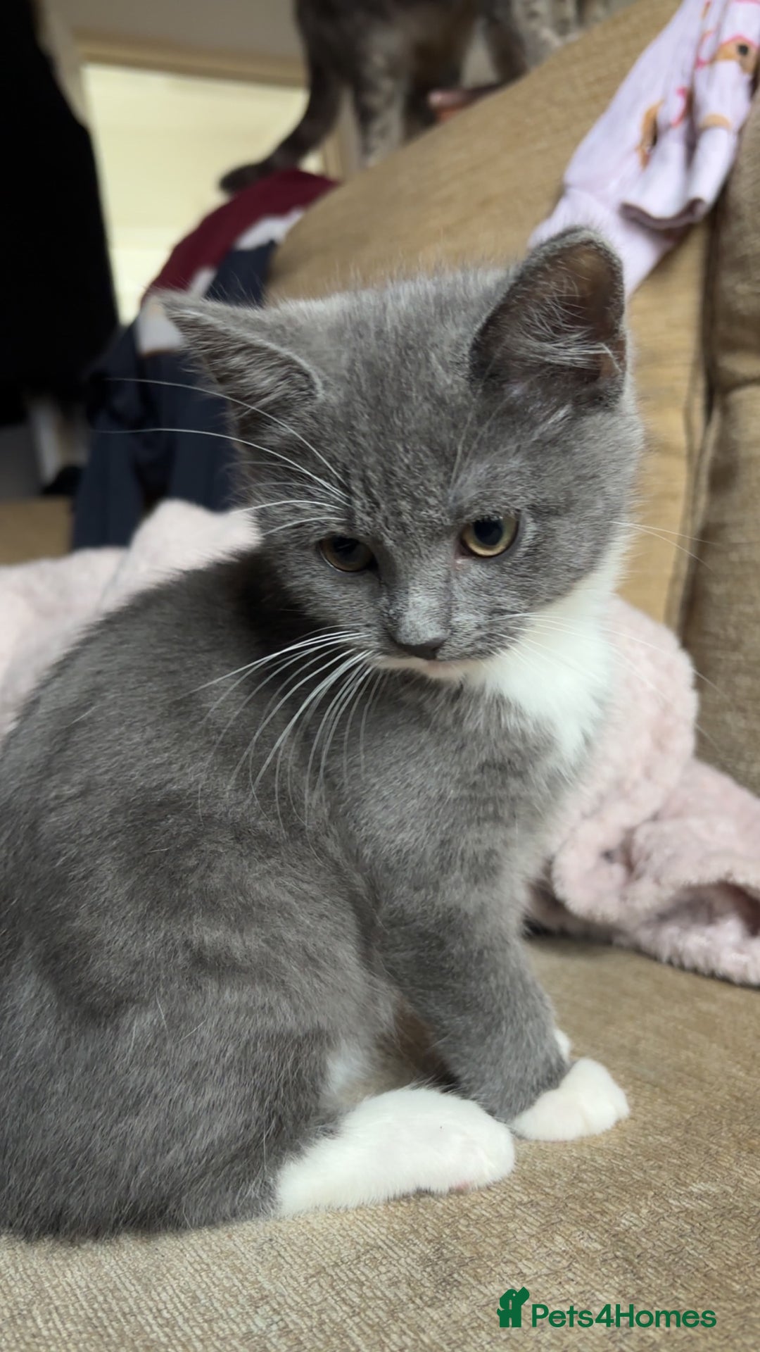 British Shorthair cats for sale: 2 blue British shorthair kittens - Advert 6