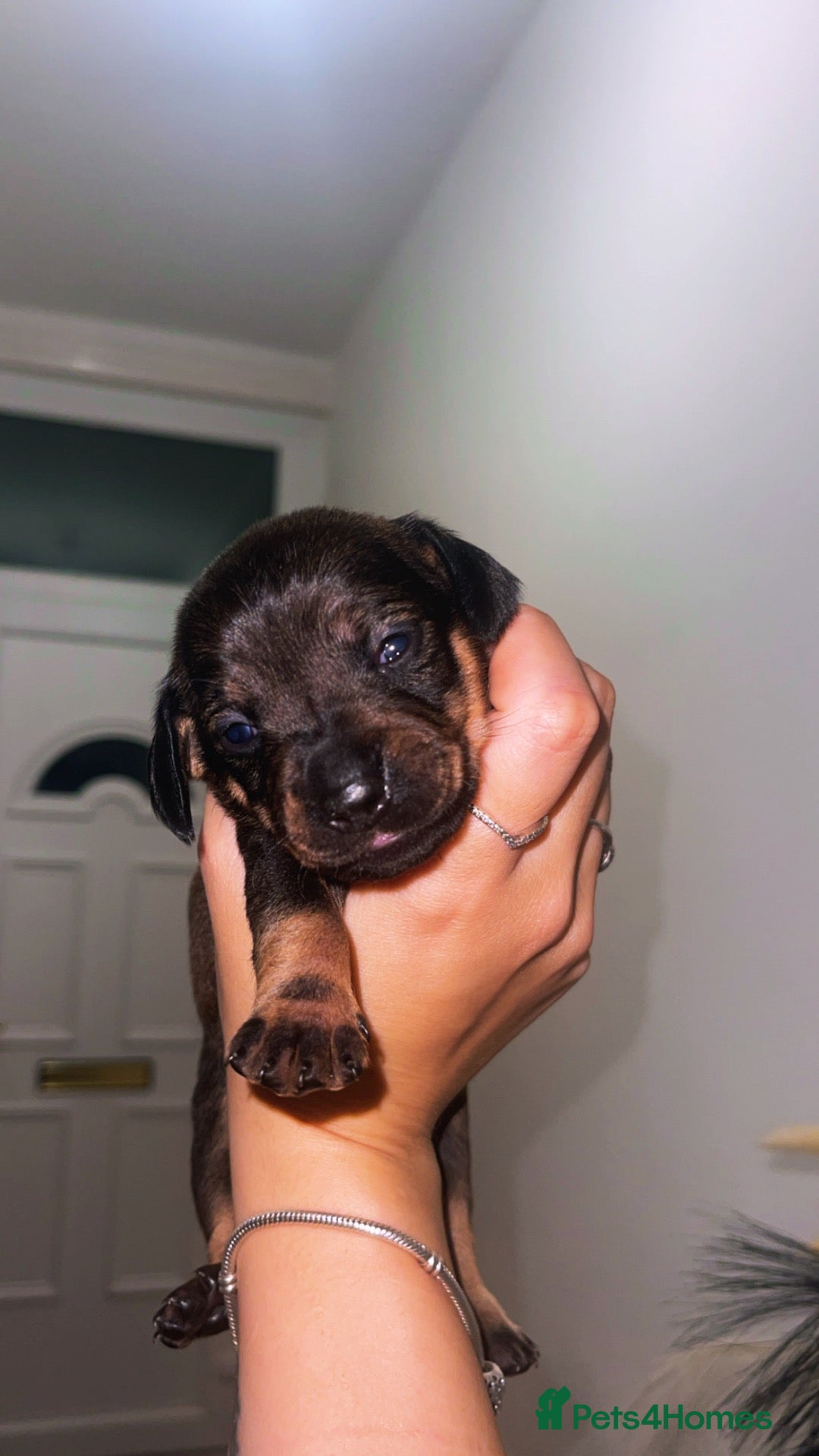 Mixed Breed dogs Pups for sale - Advert 15