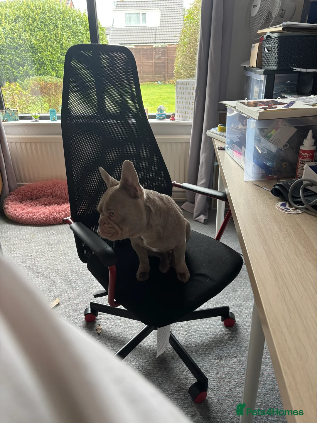 French Bulldog dogs for sale: French Bulldog Girl - Advert 2