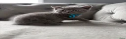 British Shorthair cats for sale: Stunning BSH kittens ready now!  - Advert 7