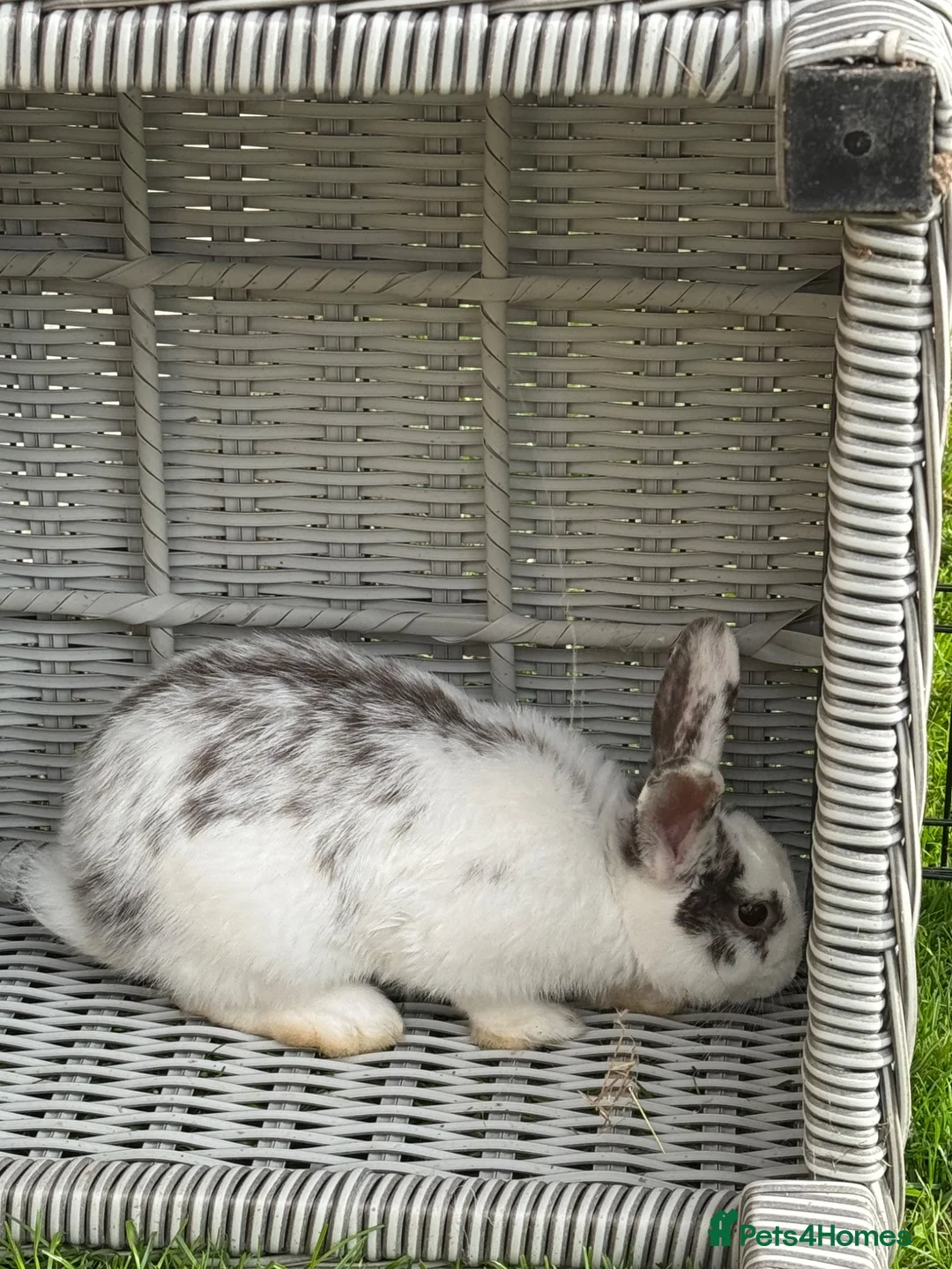 Mixed Breed rabbits for sale: Beautiful 3 month old male bunny for sale  in Bicester - Advert 5