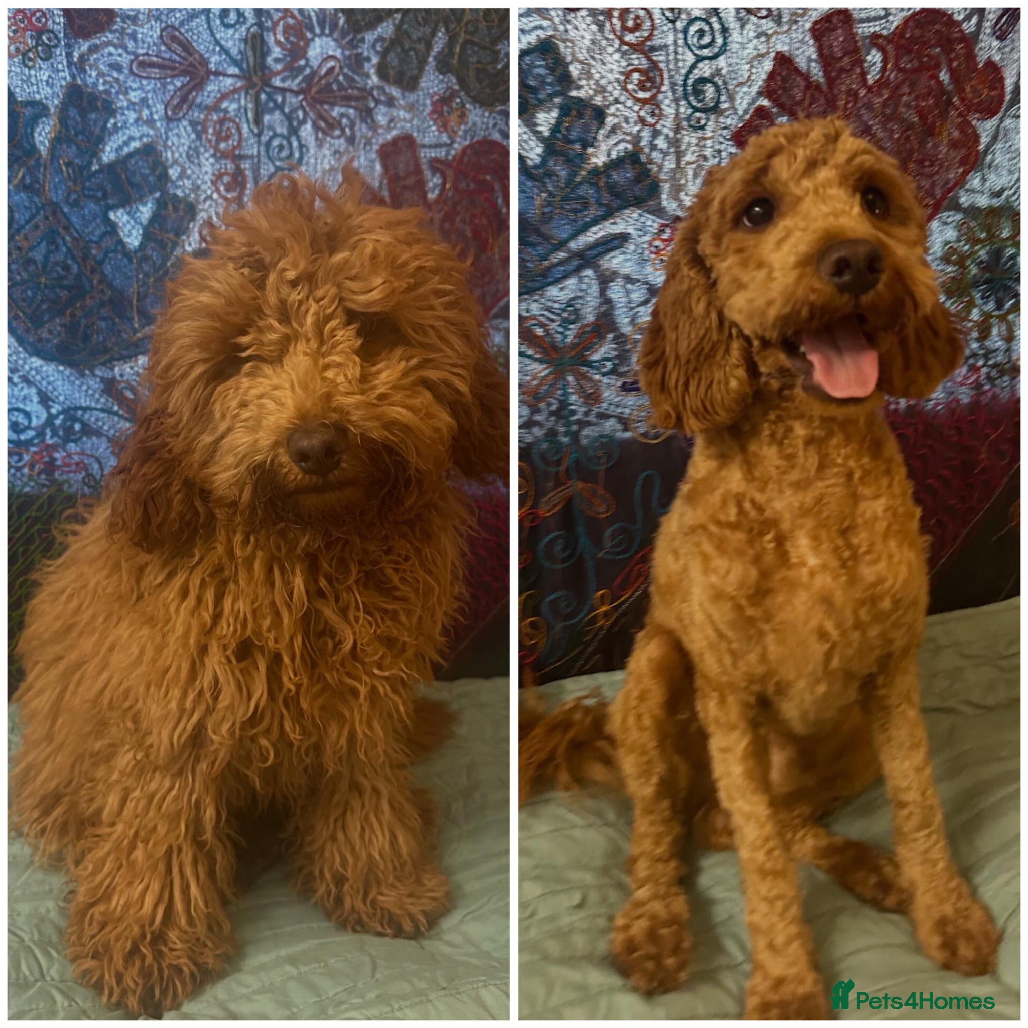 Cavapoo dogs for sale: Ozzy f1 cavapoo *reserved currently  - Advert 6