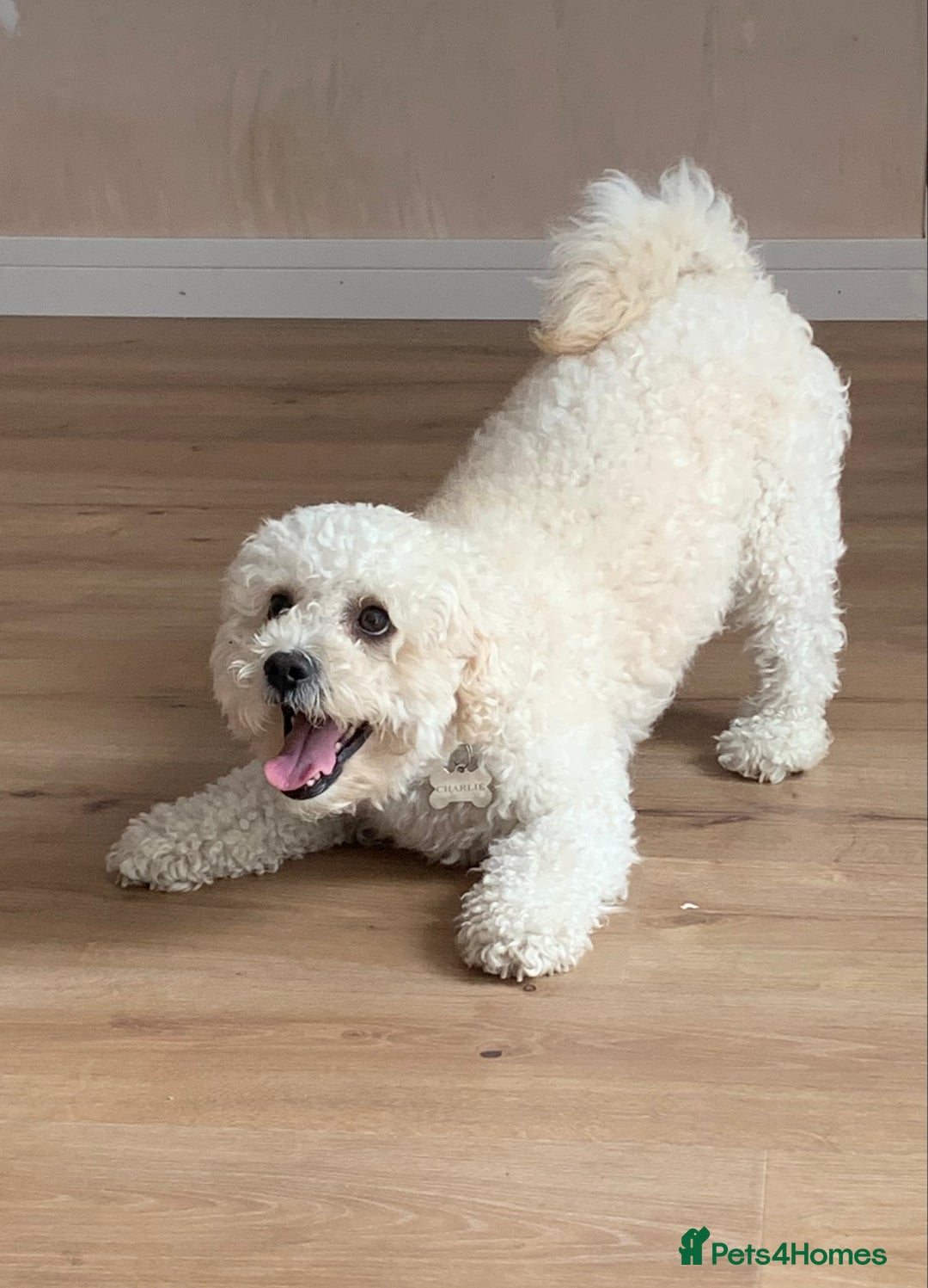 Cavapoo dogs for stud: Gorgeous F1 Cavapoo for stud - Image 10