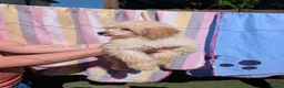 Toy Poodle dogs for sale: Kc registered toy poodles  - Advert 4