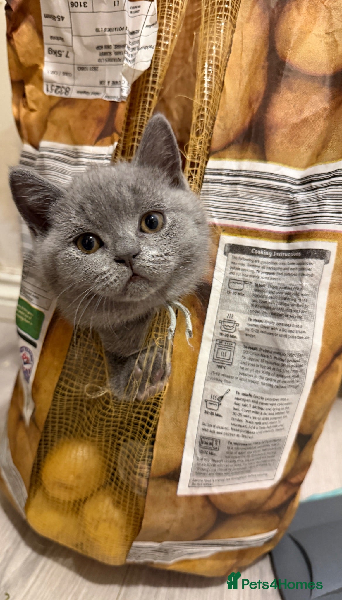 British Shorthair cats Lovely British Shorthair kittens for sale! - Advert 1