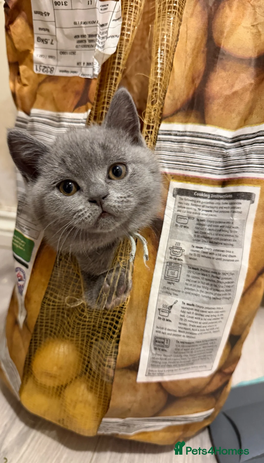 British Shorthair cats for sale: Lovely British Shorthair kittens for sale! - Advert 2