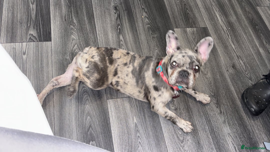 French Bulldog dogs for sale: Merle french bulldog  - Image 8