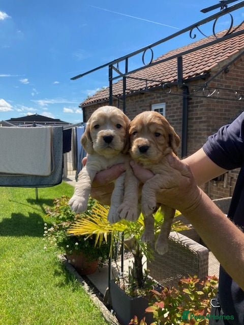 Cocker Spaniel dogs Beautiful cocker spaniel puppies, KC Reg/H tested - Advert 10
