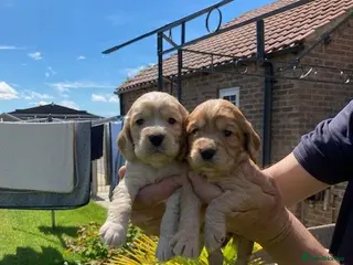 Cocker Spaniel dogs Beautiful cocker spaniel puppies, KC Reg/H tested - Advert 2