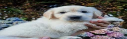 Golden Retriever dogs for sale: 5 Left- Champion Line KC Golden Retriever Puppies  - Advert 5