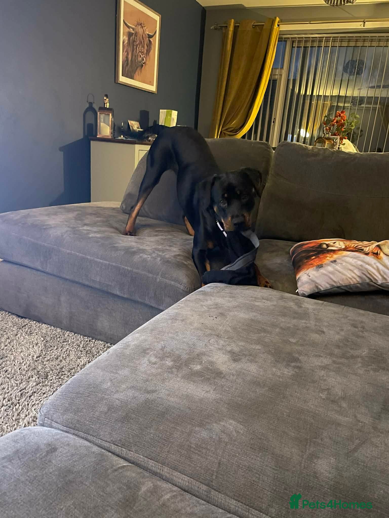 Rottweiler dogs Lottie the Rottie in Blackpool - Advert 2