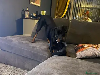 Rottweiler dogs Lottie the Rottie in Blackpool - Advert 2