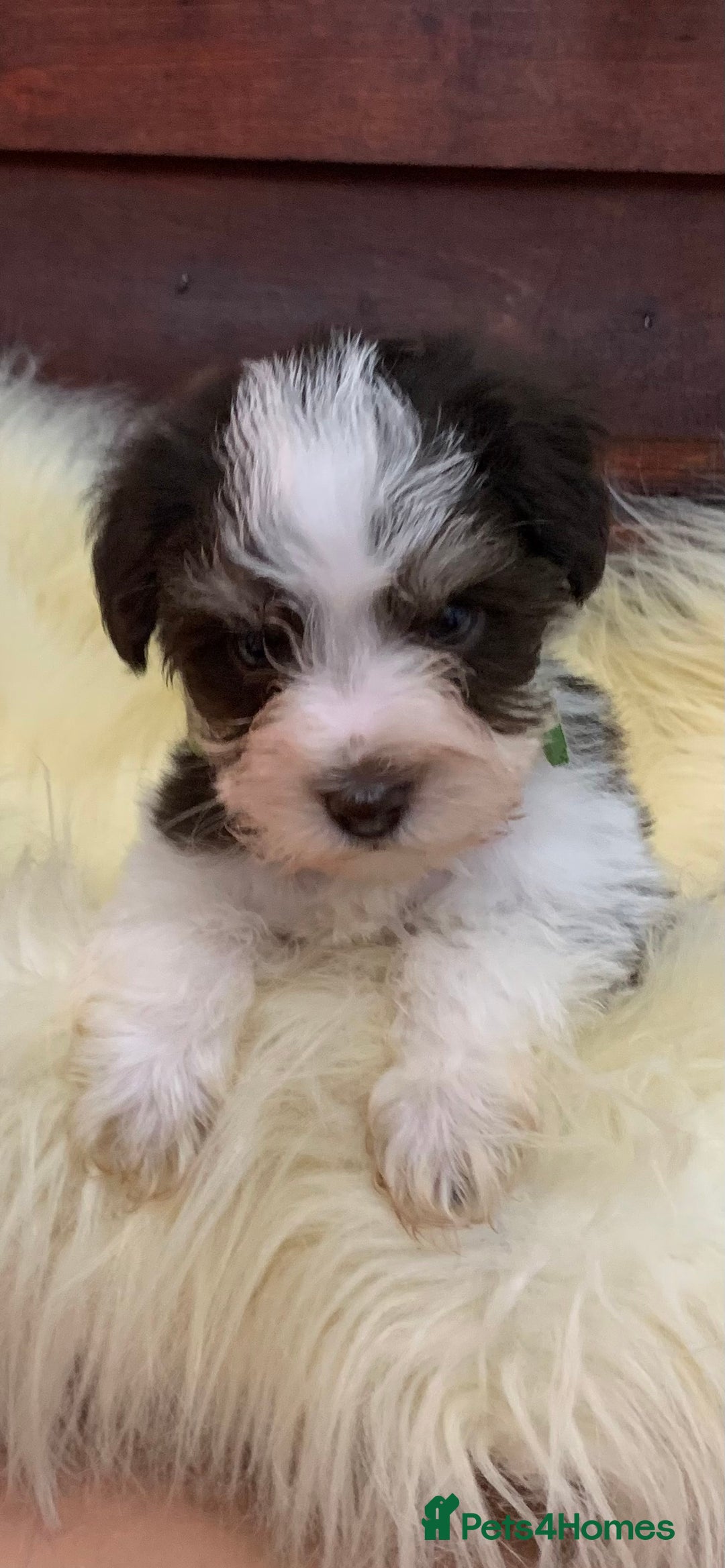 Miniature Schnauzer dogs for sale: 5* LICENSED - KC MINI (TOY) SCHNAUZER CHOCOLATE  - Advert 29
