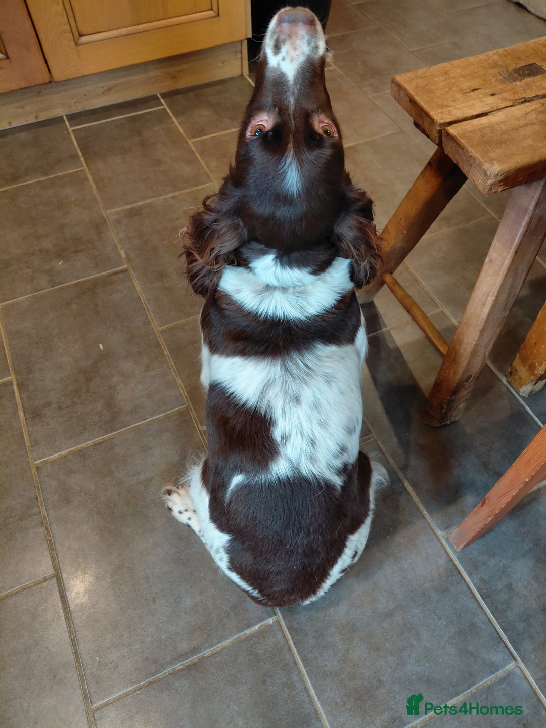 English Springer Spaniel dogs for sale: English Springer Spaniel  - Advert 4