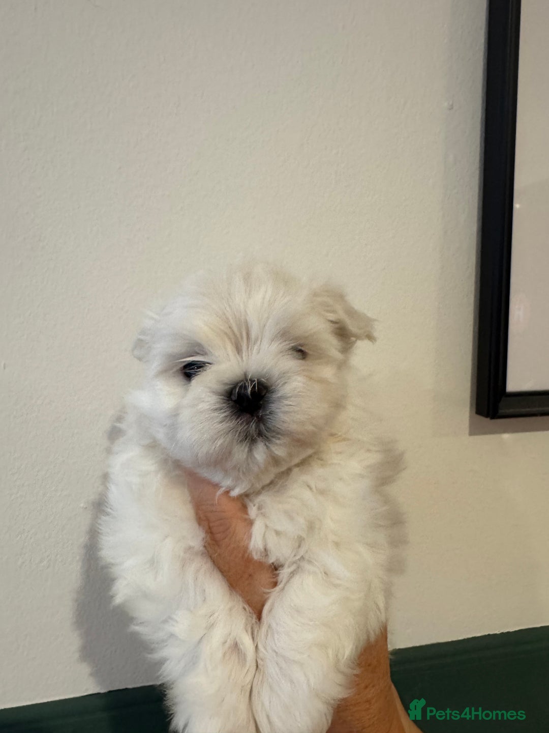 Maltese dogs for sale: Adorable Korean KC Maltese  - Advert 12