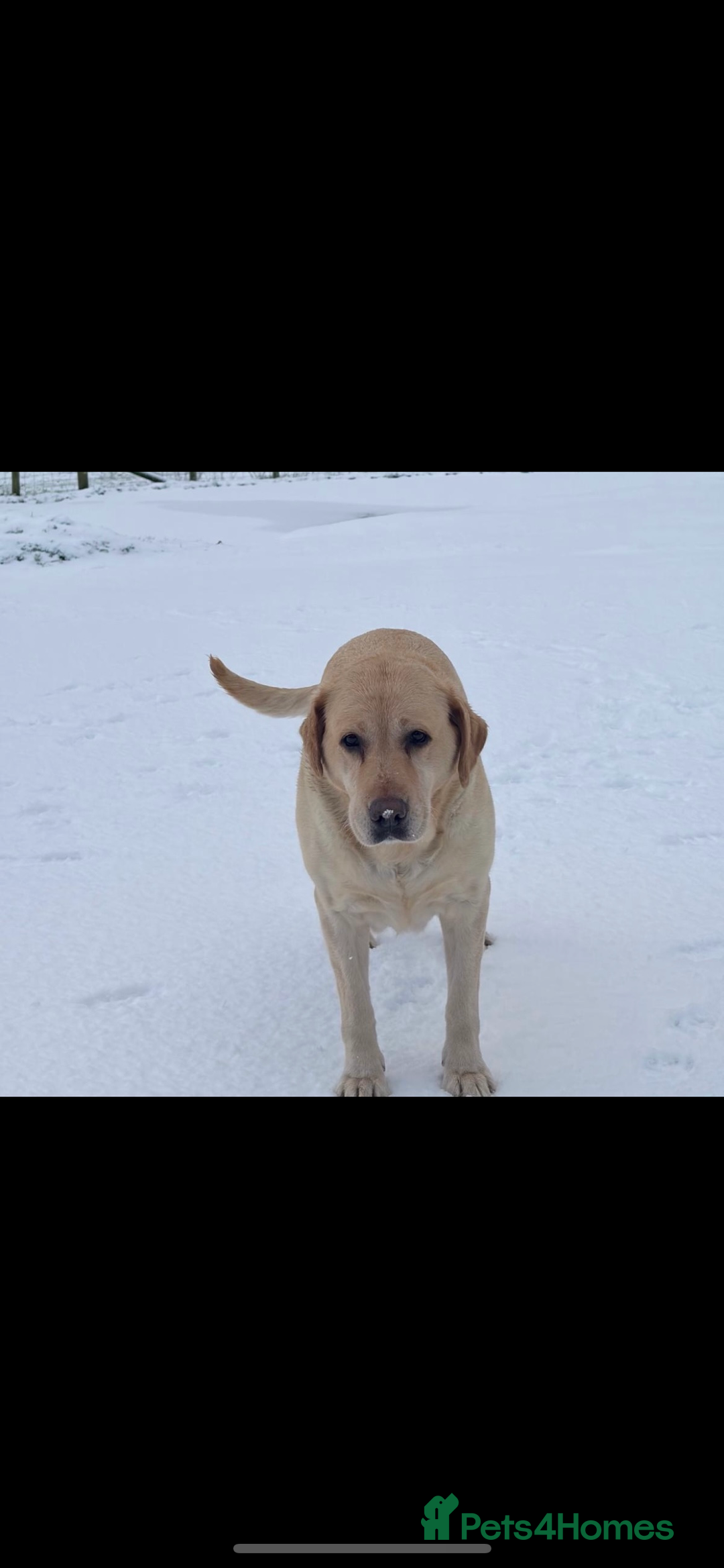 Labrador Retriever dogs for sale: 2 girls  - Advert 3
