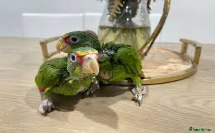 Parrots birds - Advert 1
