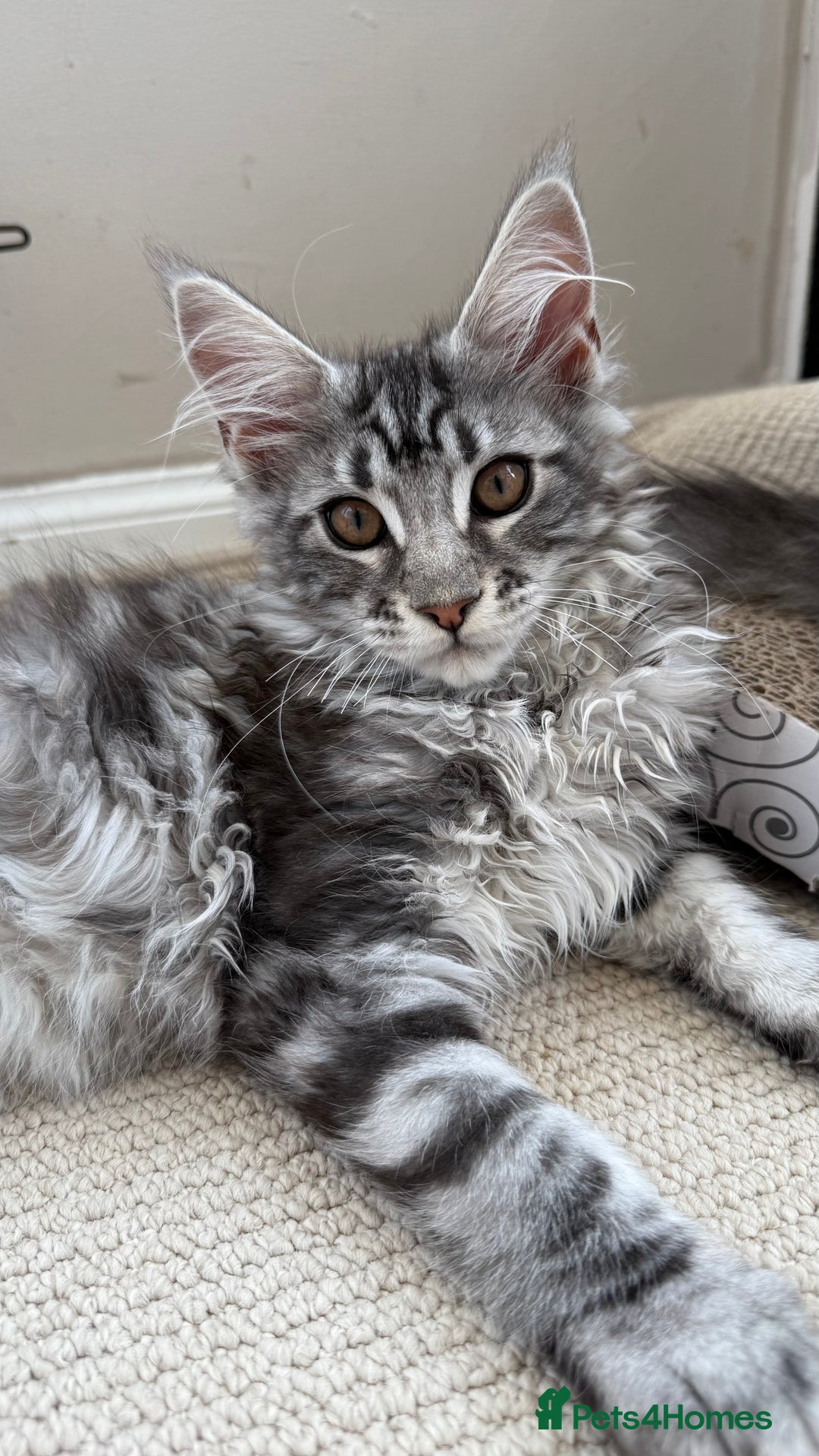Maine Coon cats for sale: READY TO LEAVE  in Brighouse - Image 3