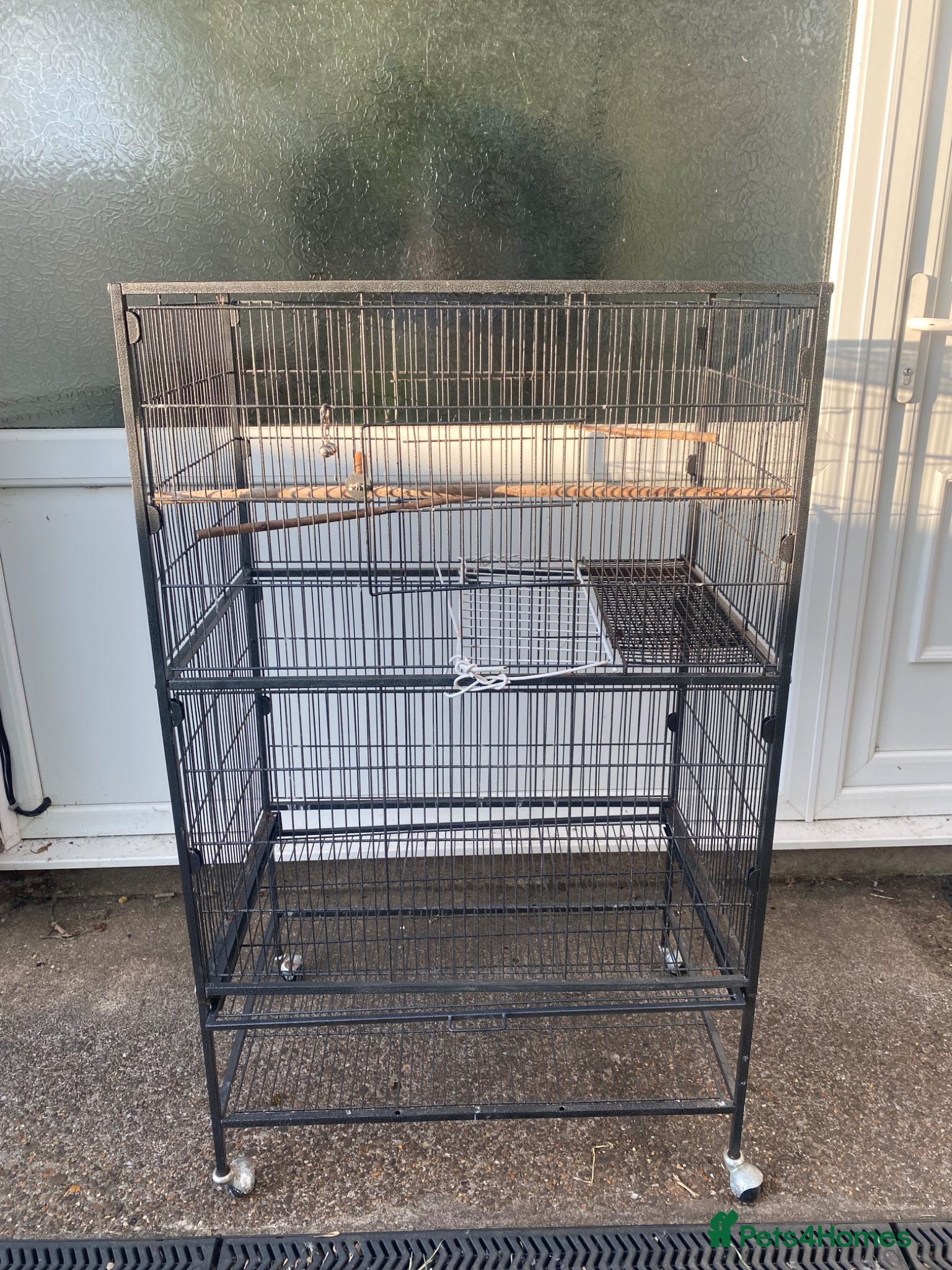 Parakeets birds for sale:  Alexandrine Parakeet (can speak) + cage + food in Newport - Advert 2