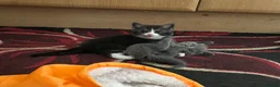 Mixed Breed cats for sale: 5 BEAUTIFUL KITTENS  in Derby - Advert 7
