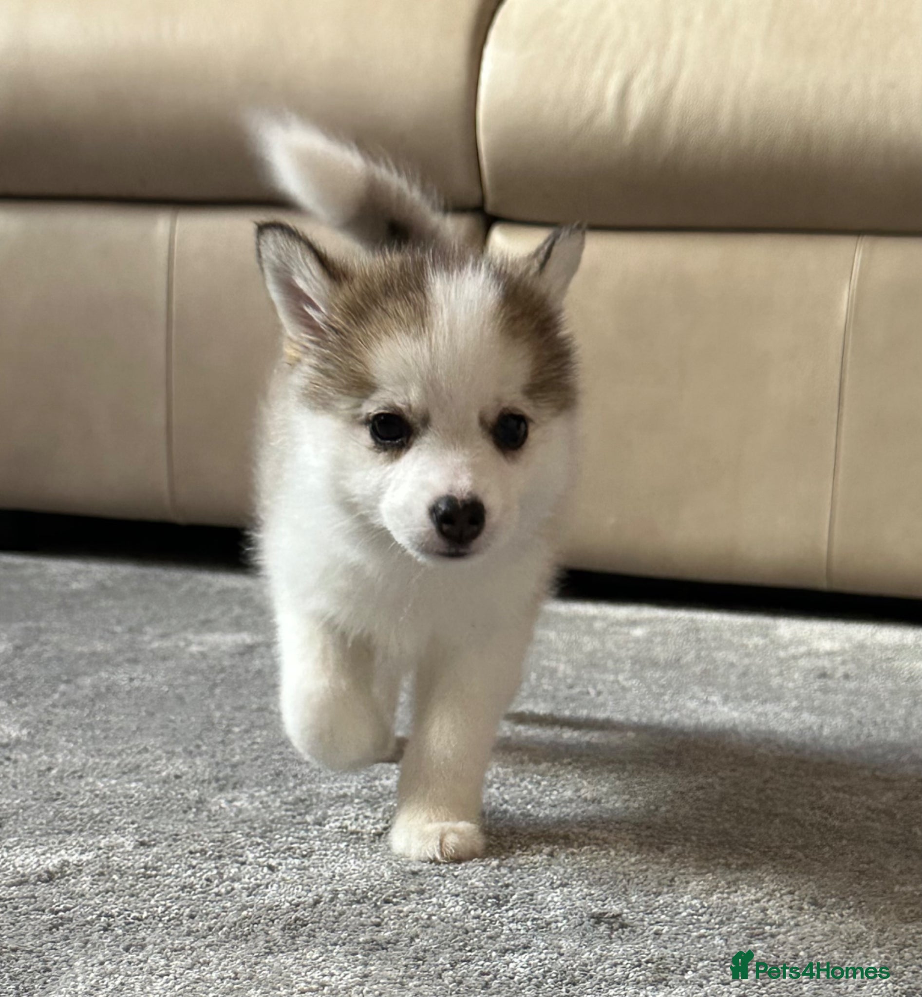 Pomsky dogs F3 Pomsky pups / perfect Husky markings -ready now - Advert 9