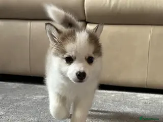 Pomsky dogs F3 Pomsky pups / perfect Husky markings -ready now - Advert 9