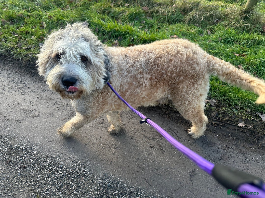Mixed Breed dogs for sale: F1 SAINTBERNADOODLE GIRL - Advert 5