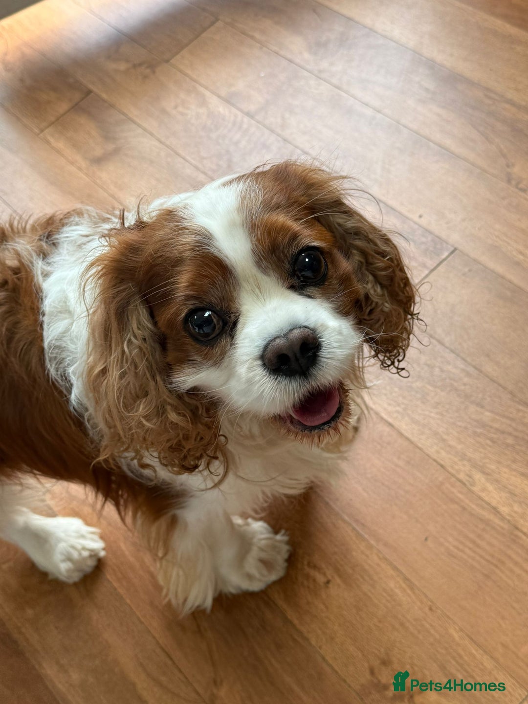 Cavapoo dogs for sale: Extensively health tested stunning cavapoo’s - Image 17