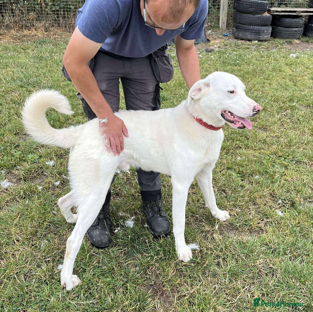 Mixed Breed dogs for adoption: DOUGIE - looking for an active guardian. - Image 29