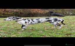 Great Dane dogs for sale: Great Dane pups our own 4th Generation  - Image 29
