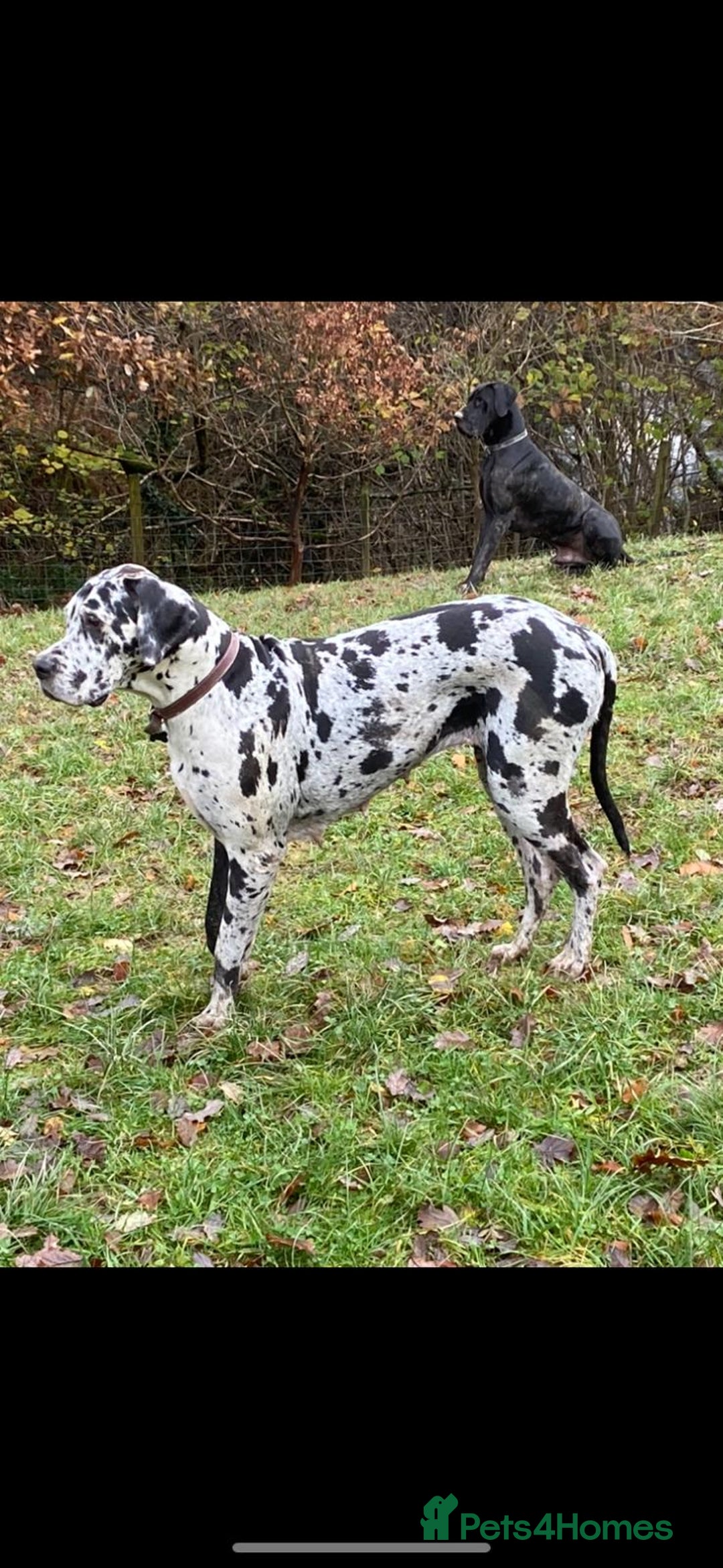 Great Dane dogs for sale: Great Dane pups our own 4th Generation  - Image 29
