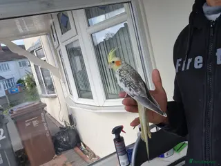 Cockatiels birds Super hand tamed cockatiel for sale - Advert 20