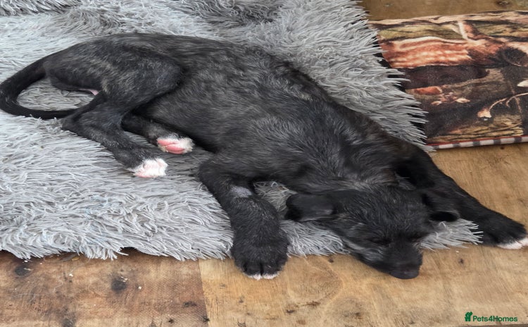 Deerhound dogs - Advert 1