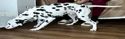 Dalmatian dogs for sale: Stunning Dalmatian boy - Advert 3