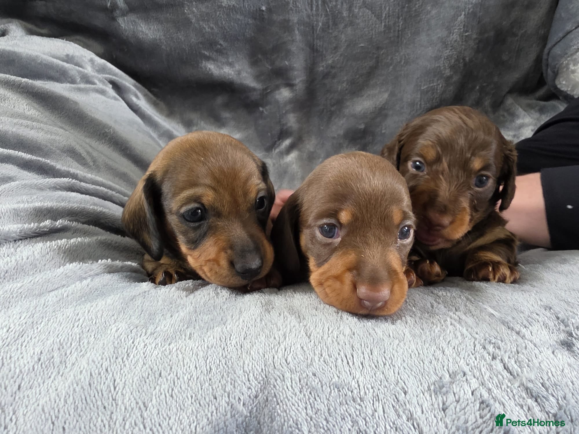 Miniature Dachshund dogs KC Miniature Dachshunds - Advert 1