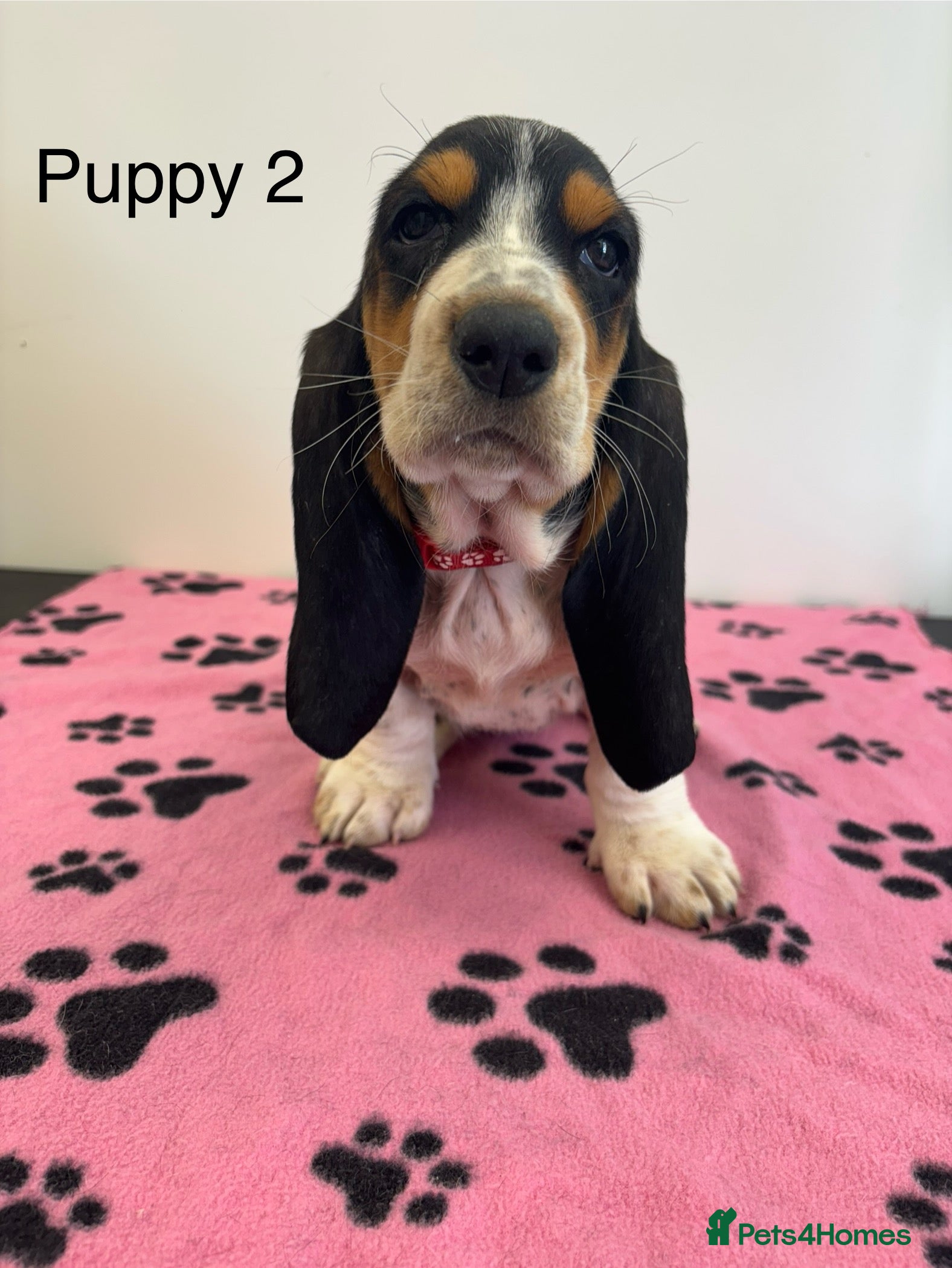 Basset Hound dogs Bassett hound puppiess - Advert 7