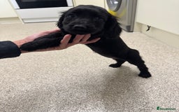 Cocker Spaniel dogs for sale: Show type cocker spaniel puppies  - Image 8