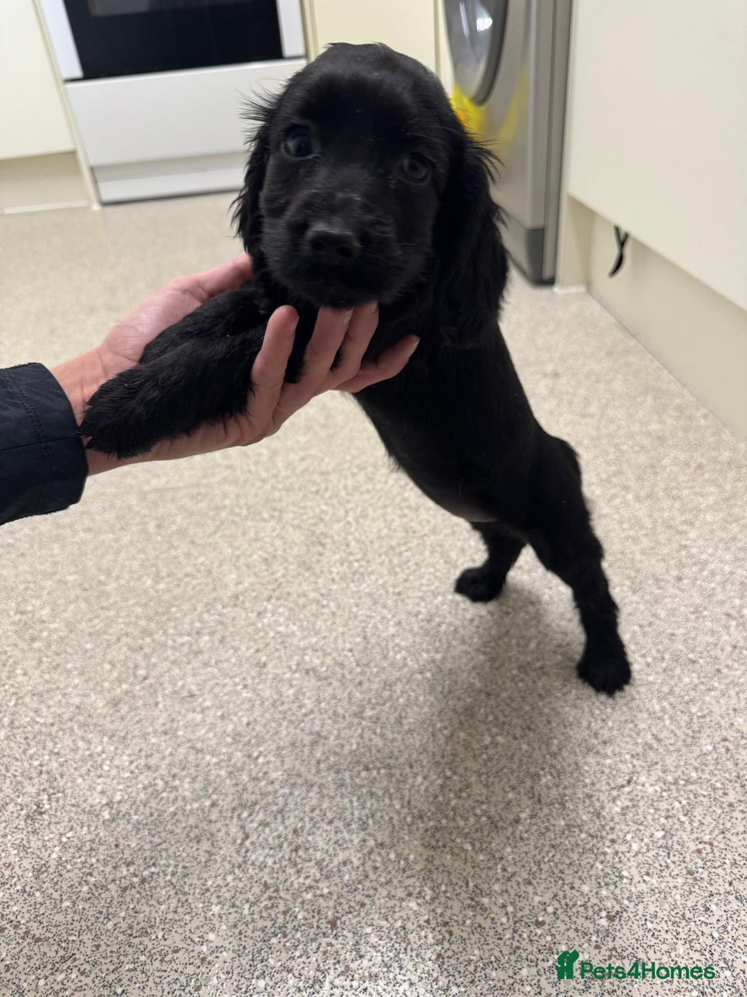 Cocker Spaniel dogs for sale: Show type cocker spaniel puppies  - Image 8