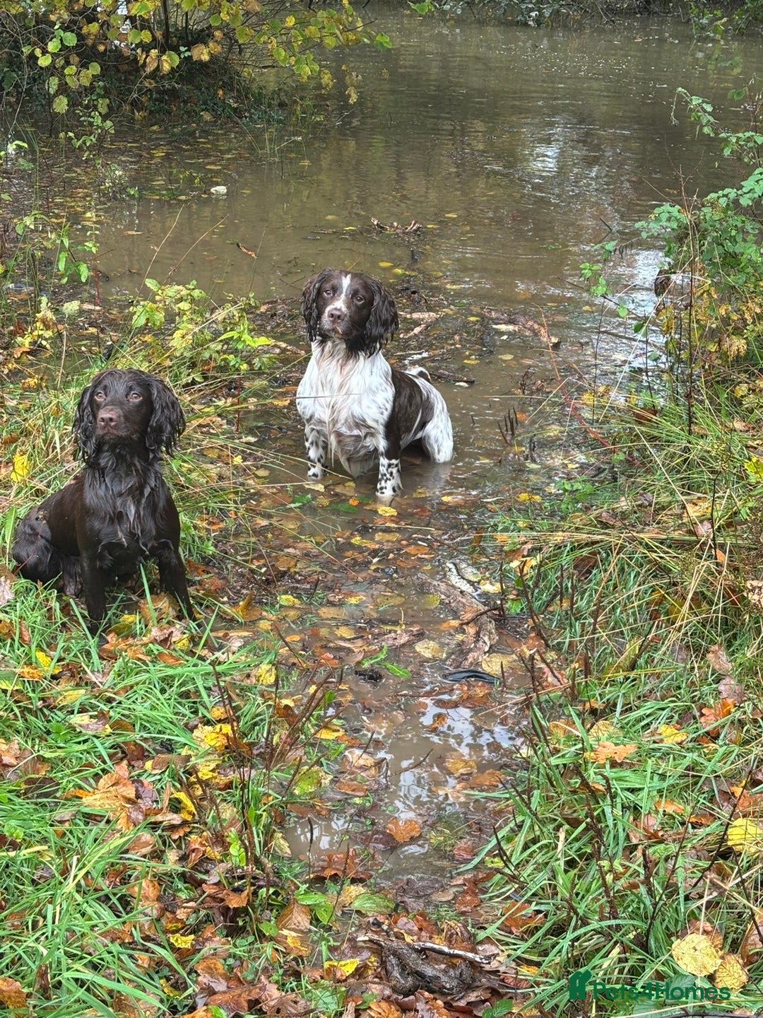 Sprocker dogs for sale: Sprocker X Springer Puppies  - Advert 6