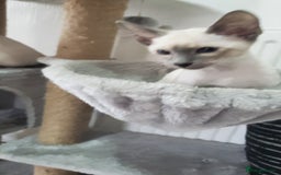 Siamese cats for sale: stunning Siamese Kittens  - Image 3