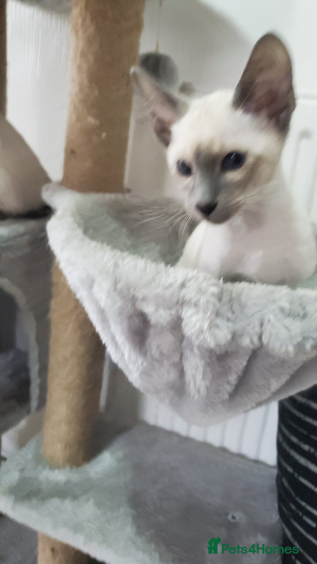 Siamese cats for sale: stunning Siamese Kittens  - Image 3