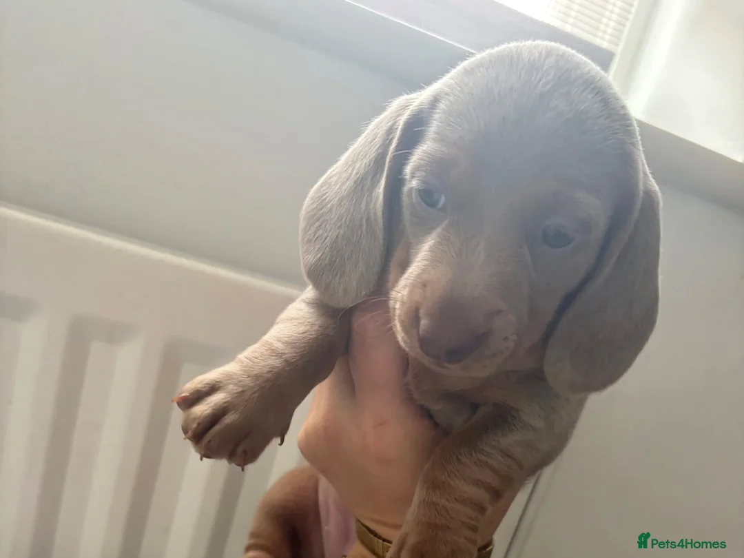 Dachshund dogs for sale: Kc registered minature lilac dachshund - Advert 2