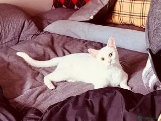 Mixed Breed cats Ready for Their Forever Homes 🐾 - Advert 1