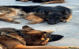 German Shepherd dogs for sale: KC/PEDIGREE GERMAN SHEPHERDS - Image 13