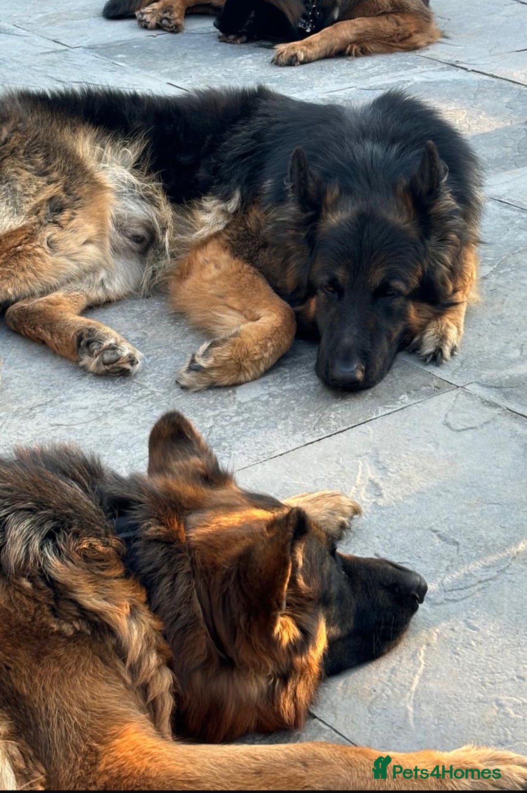 German Shepherd dogs for sale: KC/PEDIGREE GERMAN SHEPHERDS - Image 13