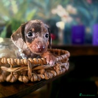 Miniature Dachshund dogs Quality miniature daschund - Advert 2